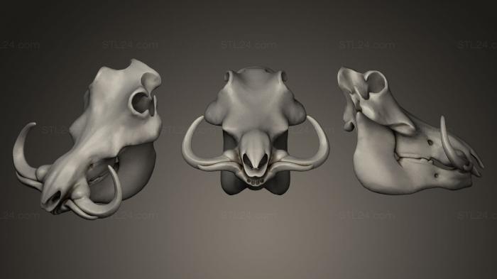 Анатомия скелеты и черепа (Череп бородавочника, ANTM_0060) 3D модель для ЧПУ станка